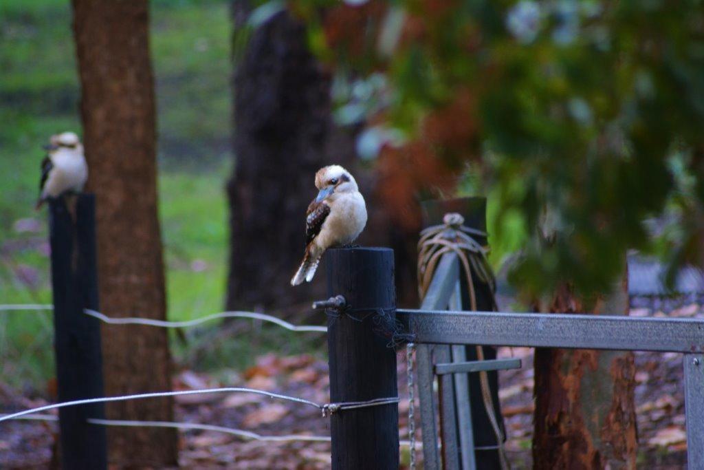 Black Cockatoo Lodge Nannup Ngoại thất bức ảnh